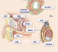 男性不育